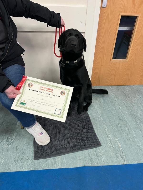 Curlabull Canine Training