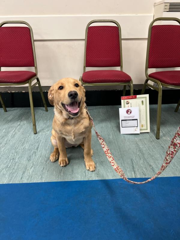 Curlabull Canine Training