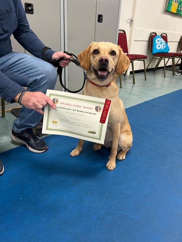 Curlabull Canine Training