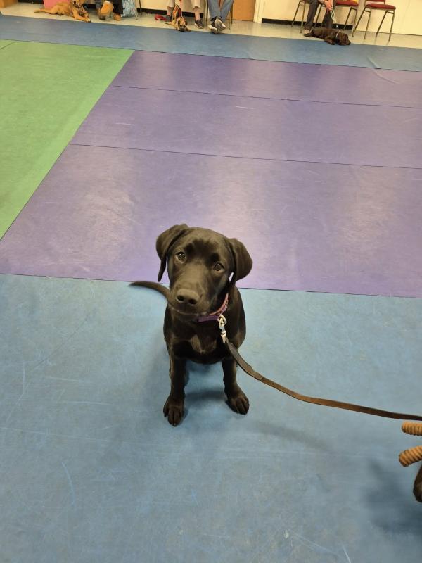 Curlabull Canine Training