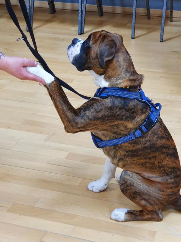 St Edward's Dog Training Club