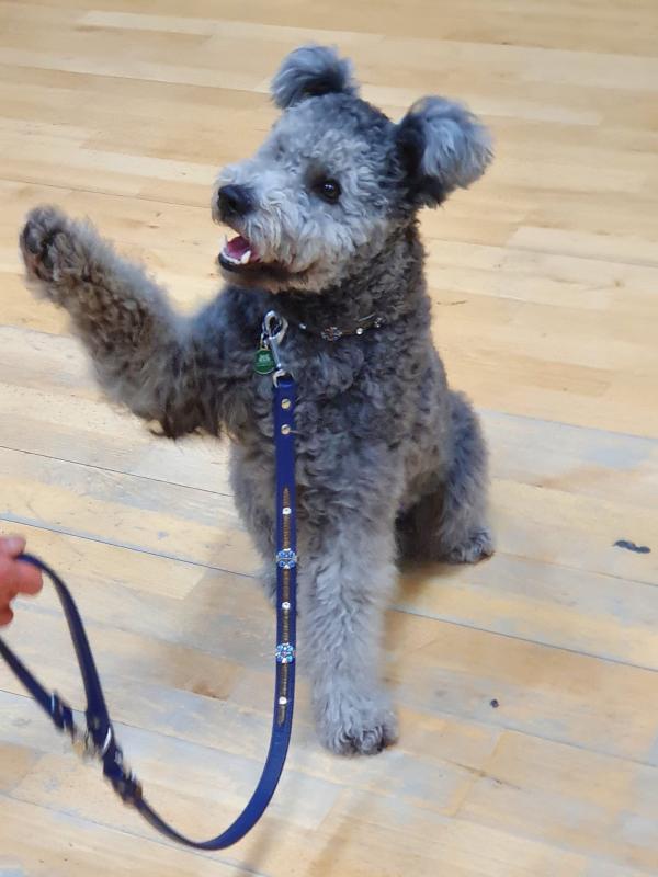 St Edward's Dog Training Club