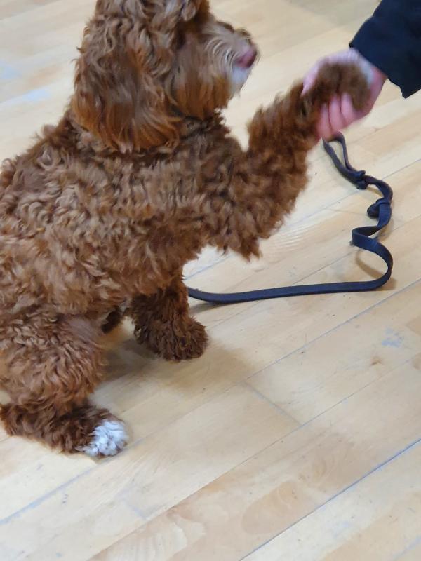 St Edward's Dog Training Club