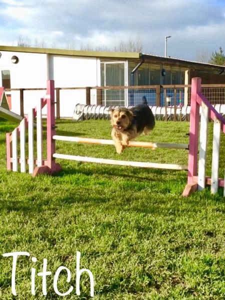 B J Kennels Cattery Dog Kennelling In Gloucester Gloucestershire